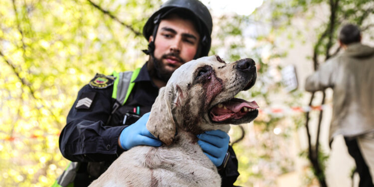 Під час бомбардування Запоріжжя пес Космос втратив господарку і частково зір | Новости Запорожья