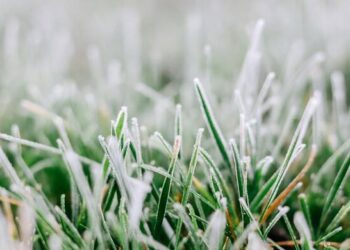 “Помаранчевий” рівень небезпечності: на Черкащині прогнозують заморозки