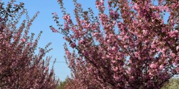 Понад 800 метрів рожевої краси: у Кам’янці зацвіла сакурова алея (ФОТО)