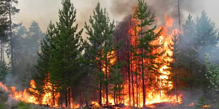 Прикарпатців попереджають про високий рівень пожежної небезпеки