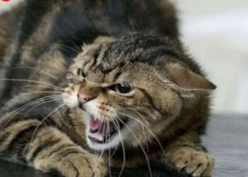 У Чигиринській громаді скажений кіт покусав людей