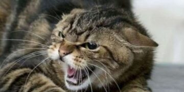 У Чигиринській громаді скажений кіт покусав людей