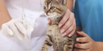 В Умані безкоштовно вакцинуватимуть домашніх тварин від сказу 