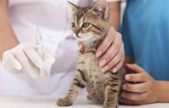 В Умані безкоштовно вакцинуватимуть домашніх тварин від сказу 