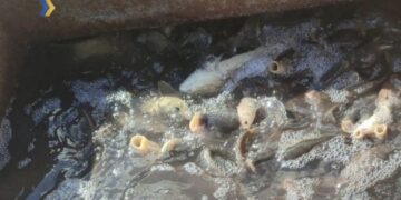 В Умані чоловік перевозив 400 кілограмів риби без документів 