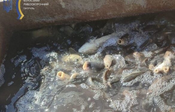 В Умані чоловік перевозив 400 кілограмів риби без документів