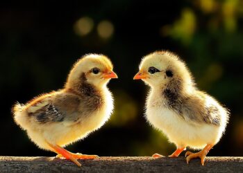 Качественное птицеводство начинается с правильного выбора – обзор производителя Инкуба