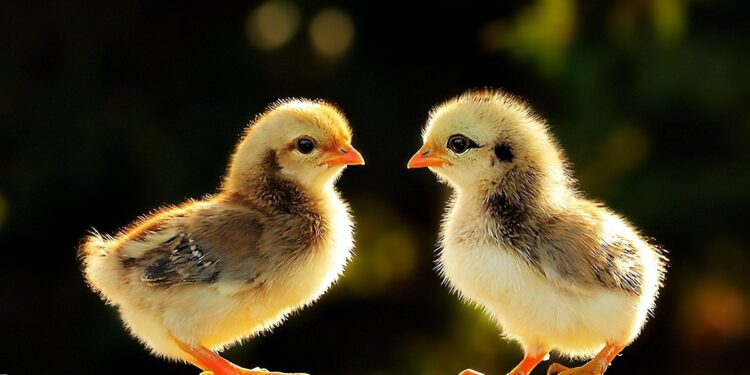 Качественное птицеводство начинается с правильного выбора – обзор производителя Инкуба