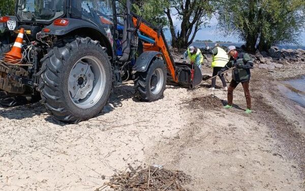 Бондаренко розповів, скільки вже вивезли водяного горіха з пляжів Черкас — Новини Черкащіни