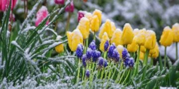 Черкащан попереджають про заморозки наприкінці тижня