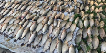 Чоловік незаконно рибалив у Запоріжжя на гумовому човні з п’ятьма сітками – збиток рибному господарству 896 104 грн. | Новости Запорожья