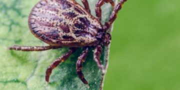 «Дирекція парків» запланувала обробку парків спецзасобами — Новини Черкащіни