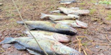 Ловили рибу методом багріння: в Липівському заповіднику спіймали браконьєрів — Новости Черкасс