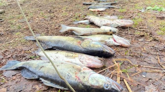 Ловили рибу методом багріння: в Липівському заповіднику спіймали браконьєрів — Новости Черкасс