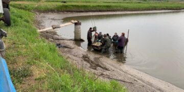 Майже 2 тисячі коропів випустили у Чорнобаївське водосховище