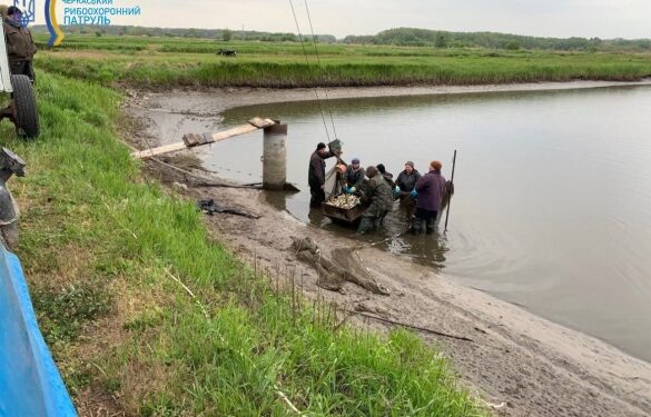 Майже 2 тисячі коропів випустили у Чорнобаївське водосховище