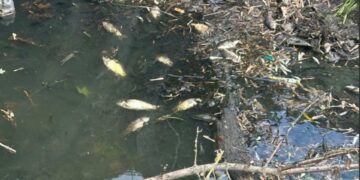 Мор риби в Звягельському районі: збитки перевищили  385 тис грн | Журнал Житомира