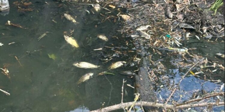 Мор риби в Звягельському районі: збитки перевищили  385 тис грн | Журнал Житомира