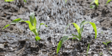 На Черкащині через дощі вологість ґрунту перевищує 10-річні показники