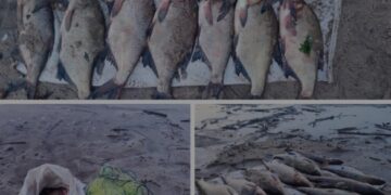 На Золотоніщині чоловік сіткою виловив більше десяти кілограмів риби