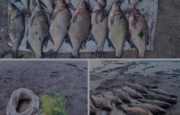 На Золотоніщині чоловік сіткою виловив більше десяти кілограмів риби