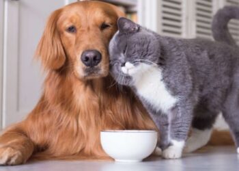 Посвідчення для хвостатого: нова послуга в ЦНАПах Києва