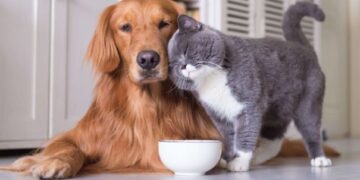 Посвідчення для хвостатого: нова послуга в ЦНАПах Києва