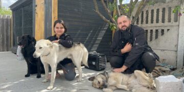 Притулок для тварин у Ставищі: історія родини, яка дарує захист сотням покинутих тварин | Журнал Житомира