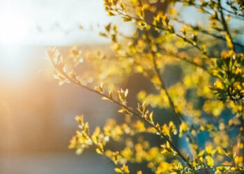 Прогноз погоди на 15 та 16 травня у Запоріжжі – що очікувати містянам  | Новости Запорожья