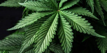 Рекордна наркоімперія: як на Прикарпатті працювала плантація марихуани на чотири гектари