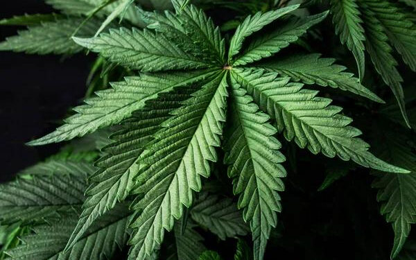 Рекордна наркоімперія: як на Прикарпатті працювала плантація марихуани на чотири гектари