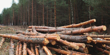 Рубали роками: хто відповість за знищення лісу на Прикарпатті?