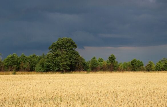 Синоптики попереджають про грози на Черкащині