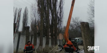 Тополі Полтави стали загрозою для містян – ПОЛТАВА СЬОГОДНІ