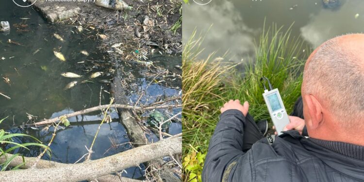 У водоймі в Довбиші загинула риба: збитки через забруднення річки оцінили в 385 тис грн | Журнал Житомира