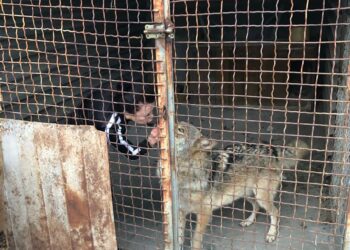 У Запоріжжі поліцейські допомогли жінці знайти вовка – подробиці  | Новости Запорожья