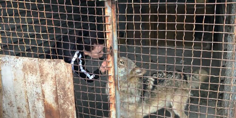 У Запоріжжі поліцейські допомогли жінці знайти вовка – подробиці  | Новости Запорожья