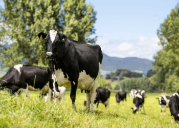 Українським фермерам спрямують ще понад 390 мільйонів дотацій на утримання худоби – Экономика