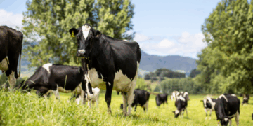 Українським фермерам спрямують ще понад 390 мільйонів дотацій на утримання худоби – Экономика