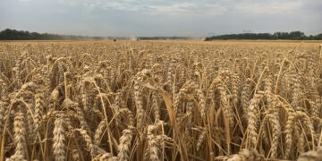 Урожайність зросла на понад чотири відсотки. Івано-Франківщина зібрала 920 тисяч тонн зерна