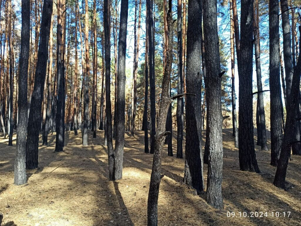 ліс після пожежі