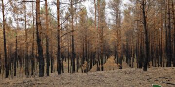 Випалений ліс Полтавщини: понад 90 гектарів відновили