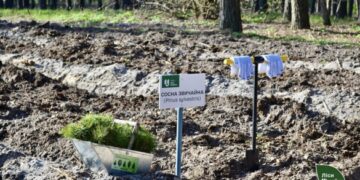 Висадили 3,7 млн сіянців: на Черкащині завершилася весняна лісокультурна кампанія