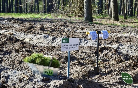 Висадили 3,7 млн сіянців: на Черкащині завершилася весняна лісокультурна кампанія