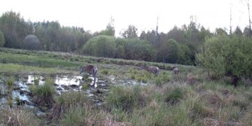 Водні процедури: група оленів потрапила в кадр фотопастки на Житомирщині | Журнал Житомира