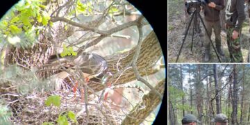 Застали у гнізді: в заповіднику на Житомирщині побачили рідкісного птаха з Червоної книги | Журнал Житомира