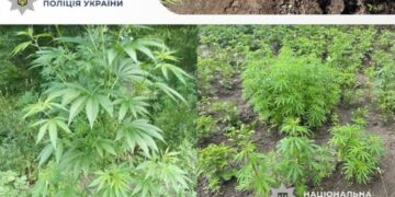 140 рослин коноплі у господі селянина: чоловік каже, що вирощували для себе | Журнал Житомира