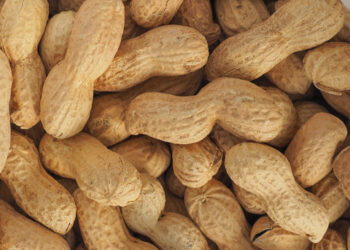 Група АГРОТРЕЙД розширює посіви арахісу – ЭКОНОМИКА