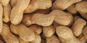 Група АГРОТРЕЙД розширює посіви арахісу – ЭКОНОМИКА