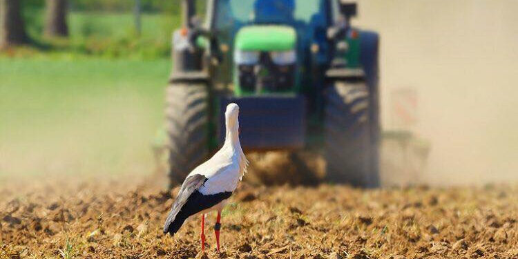 Досіюють кукурудзу, гречку та сою: на Івано-Франківщині завершують весняну посівну